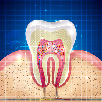 Rysunkowy ząb żywy pokazujący, gdzie sięga leczenie endodontyczne. Miazga, unerwienie, kanały zębowe.