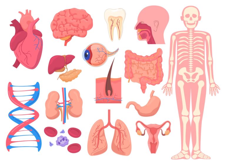 Narządy anatomii ludzkiego ciała